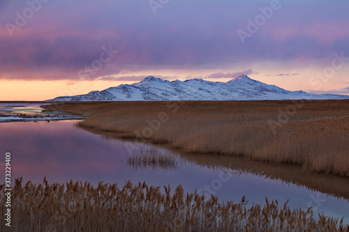 Antelope Island covered in snow at sunset with phragmites and the Great Salt Lake
