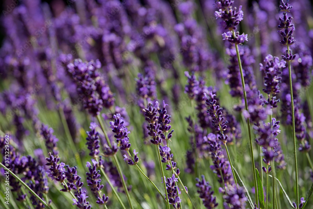 Fototapeta premium blühender Lavendel 