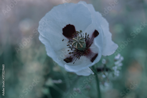 Shallow focus shot of a calochortus on a blurry background photo