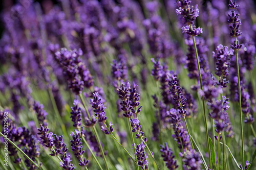 bl  hender Lavendel 