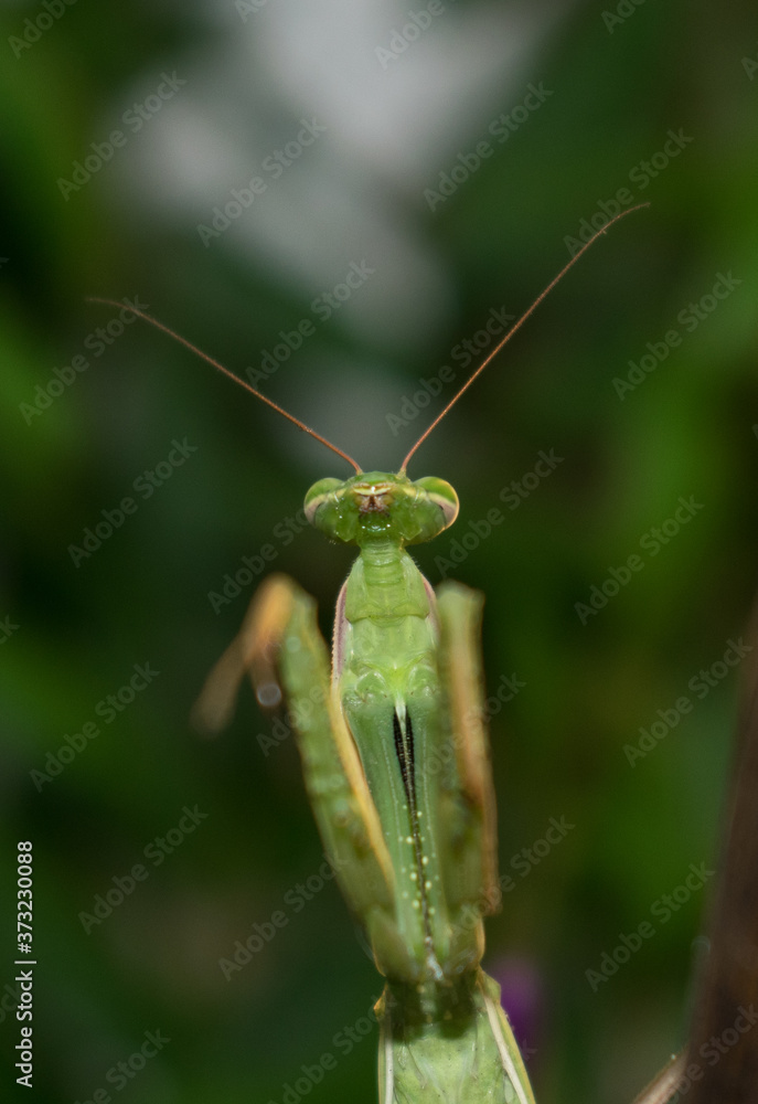 Mantids- Mantidae is one of the largest families in the order of praying mantids, based on the type species Mantis religiosa. Close up. Mantids- Mantidae is one of the largest families in the order of praying mantids, based on the type species Mantis religiosa. Close up.