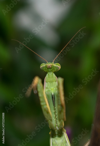 Mantids- Mantidae is one of the largest families in the order of praying mantids, based on the type species Mantis religiosa. Close up.