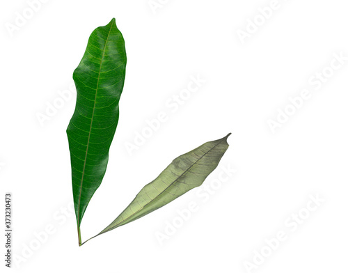 Green leaves with the shadow of the withered leaves isolated on white background with clipping path. Concept of aging with time