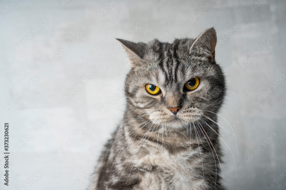 Tabby scottish cat portrait with a serious expression. Cat have a bad mood. Tabby scottish cat portrait with a serious expression. Cat have a bad mood.