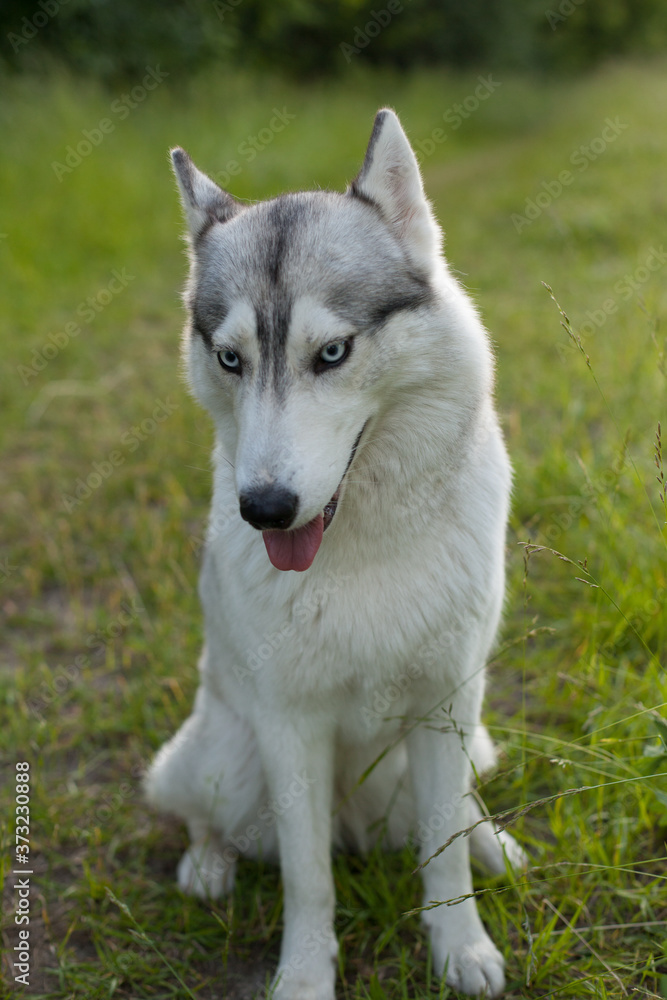 Two Siberian Husky dogs looks around. Husky dogs has black and white coat color. Snowy white background. Close up.
