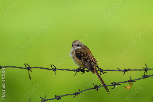 long tailed shrike or rufous backed shrike juvenile bird portrait perched on iron fence in natural green background during monsoon safari at jhalana forest reserve jaipur rajasthan india - Lanius scha photo