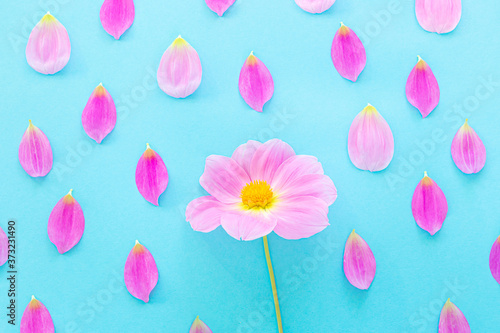 Pink dahlia and petals on a blue background. Bright floral image. Weather concept. Top view, minimalism, copy space.
