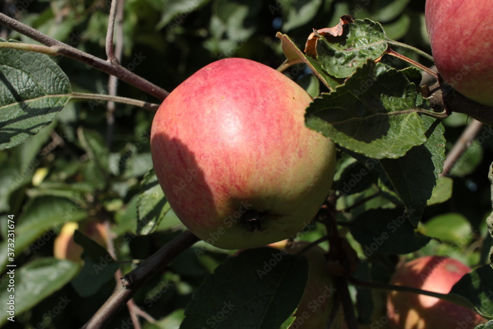 apple on tree apple on tree