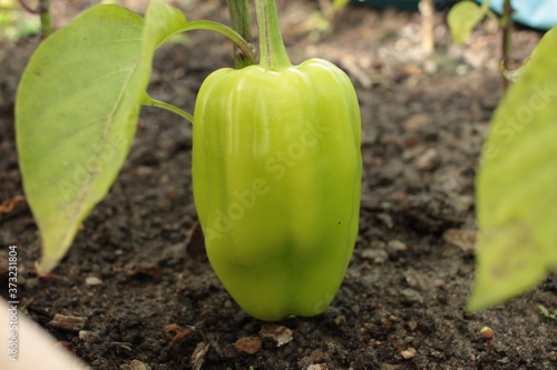 tomato in the garden
