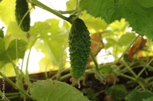 cucumber in the garden