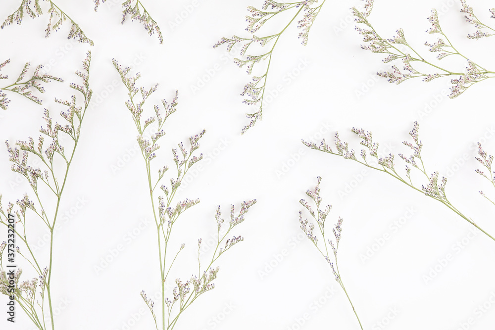 Fototapeta premium Caspia flower little purple flower plant isolated in white background in top view
