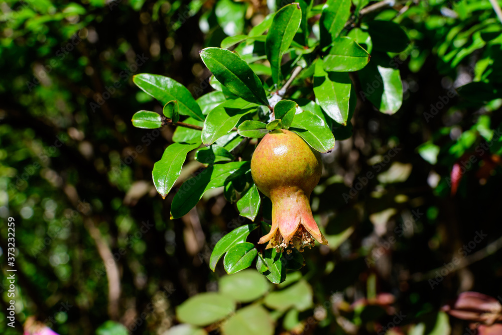One small raw pomegranate fruit and green leaves in a large tree in direct sunlight in an orchard garden in a sunny summer day, beautiful outdoor floral background photographed with selective focus. One small raw pomegranate fruit and green leaves in a large tree in direct sunlight in an orchard garden in a sunny summer day, beautiful outdoor floral background photographed with selective focus.