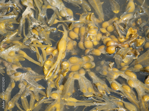 Closeup of bladderwrack or fucus vesiculosus in the water during daylight