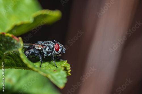 The fleshfly [family Sarcophagidae] photo