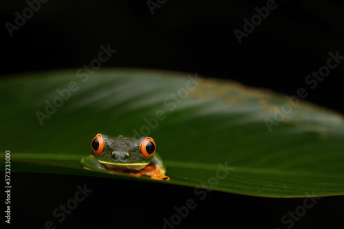 Red-Eyed Leaf Frog on leaf black background