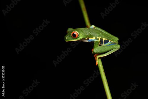 Red-Eyed Leaf Frog on stem black background © PetrDolejsek