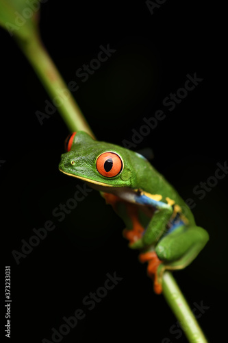 Red-Eyed Leaf Frog on stem black background