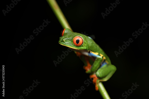 Red-Eyed Leaf Frog on stem black background
