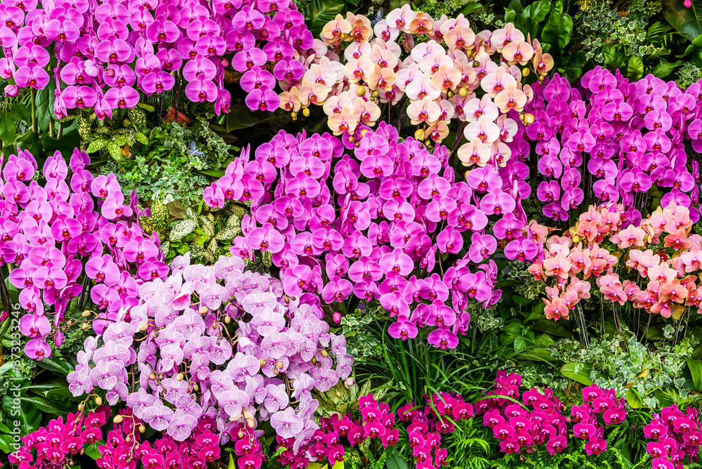 Close-up of moth orchid flowers with blurred background Close-up of moth orchid flowers with blurred background