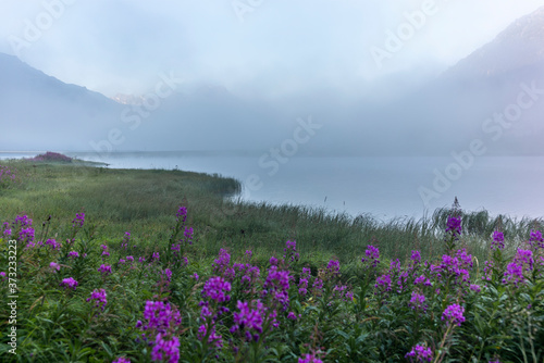 Fototapeta Naklejka Na Ścianę i Meble -  The quiet douglas tree woods on the shore of the lake of Silvaplana in the Engadin valley at sunrise with the fog over the water