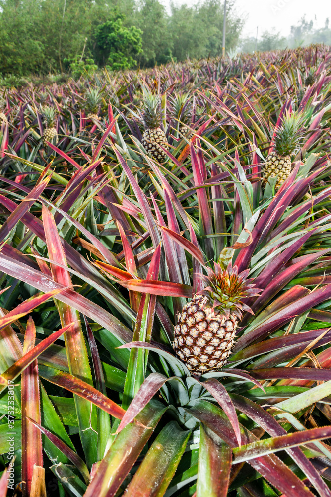 ripe pineapple growing in the orchard in Pingtung, Taiwan ripe pineapple growing in the orchard in Pingtung, Taiwan