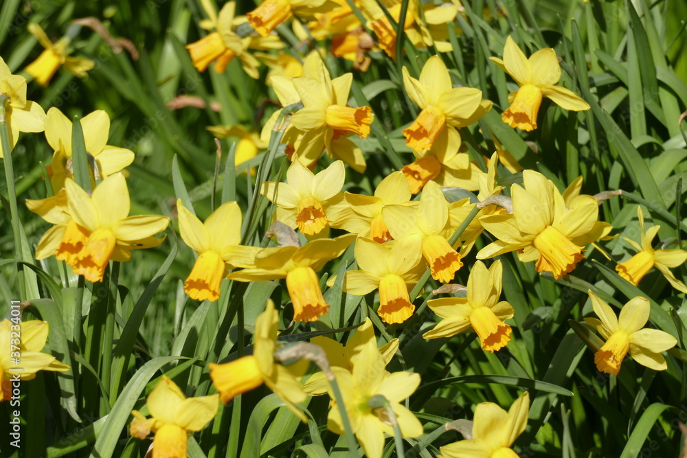Obraz premium Gelbe Narzissen, Narzissenblüte (Narcissus Pseudonarcissus), Deutschland