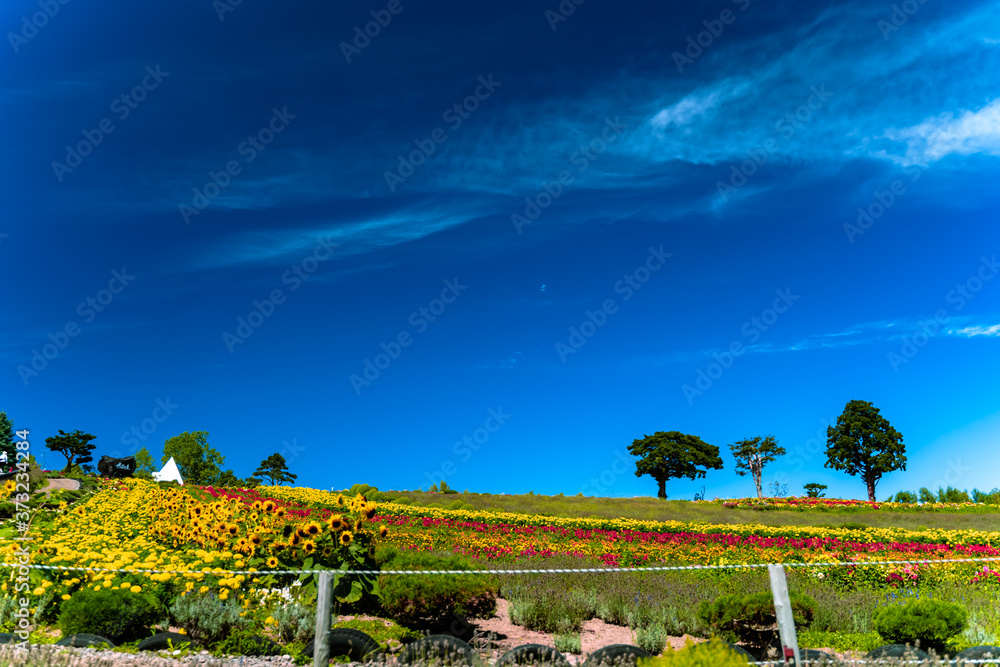 Obraz premium 咲き誇る花畑