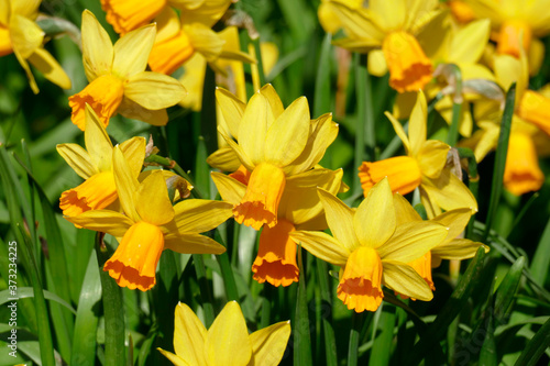 Gelbe Narzissen, Narzissenblüte (Narcissus Pseudonarcissus), Deutschland