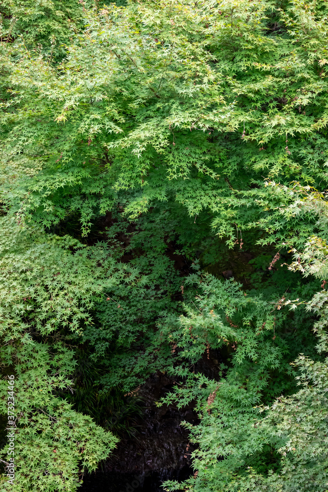京都・東福寺の通天橋から見た、眼下に広がる青紅葉と新緑の木々