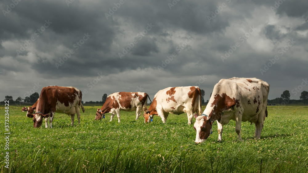 Dutch cows grazing in a green meadow in beautiful sunlight with storm clouds