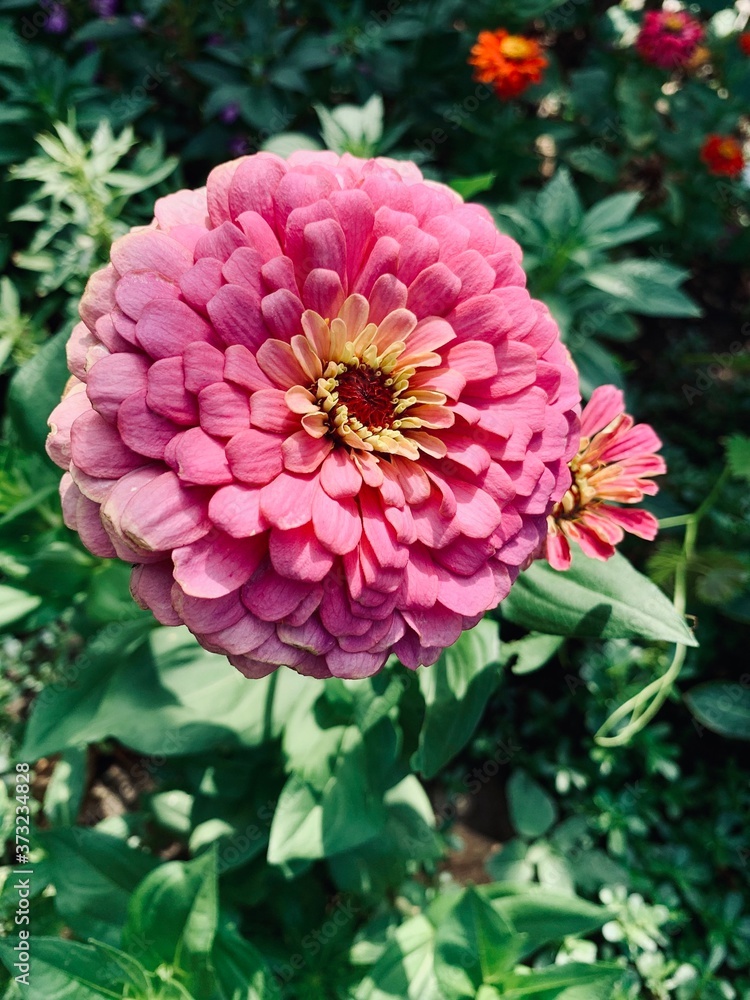 Fototapeta premium pink dahlia flower