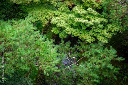 京都・東福寺の通天橋から見た、眼下に広がる青紅葉と新緑の木々