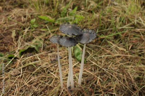mushrooms in the grass