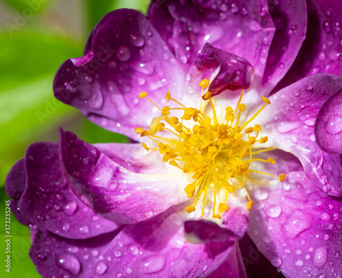 Fototapeta Naklejka Na Ścianę i Meble -  Wet purple rambler rose blossom