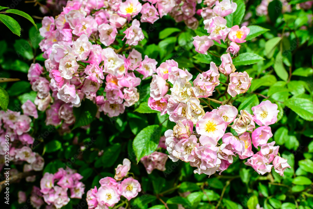 Bush with many delicate white and pink roses in full bloom and green leaves in a garden in a sunny summer day, beautiful outdoor floral background photographed with soft focus. Bush with many delicate white and pink roses in full bloom and green leaves in a garden in a sunny summer day, beautiful outdoor floral background photographed with soft focus.