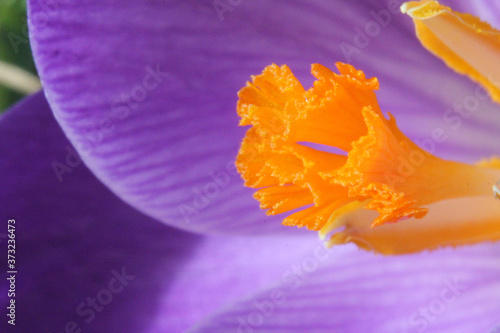 Εκτύπωση καμβά Macro shot of a stamen inside a crocus flower in a garden