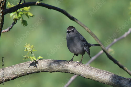 Closeup of a gray catbird perched on a tree branch photo