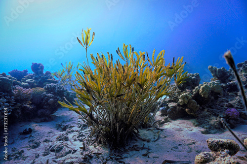 Algea at the coral reef. From a scuba dive in the Red sea in Egypt.