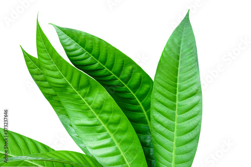 Green leaf isolated on white cutout background. Tropical big leaves of plants from natural.