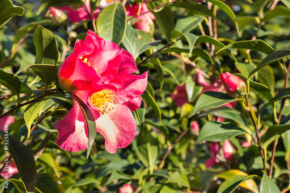 red sasanqua camellia bush with flowers in bloom and blurred background