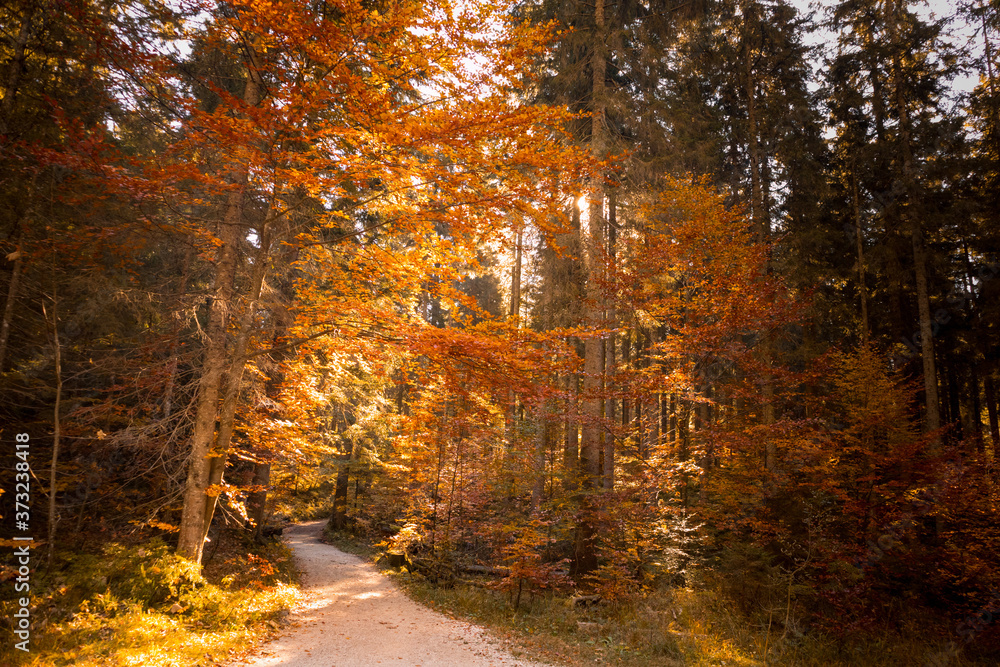 Fototapeta premium Herbst im Wald