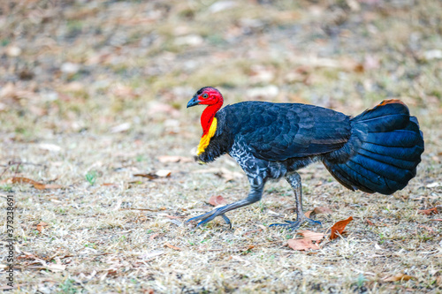 Australian wild bush turkey on the run. photo