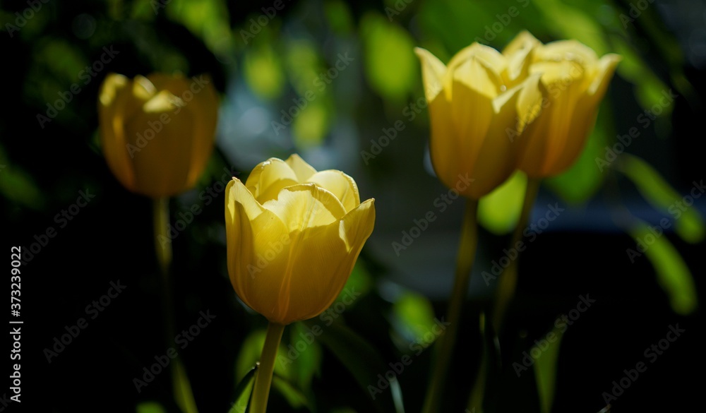 Obraz premium Tulpe gelb