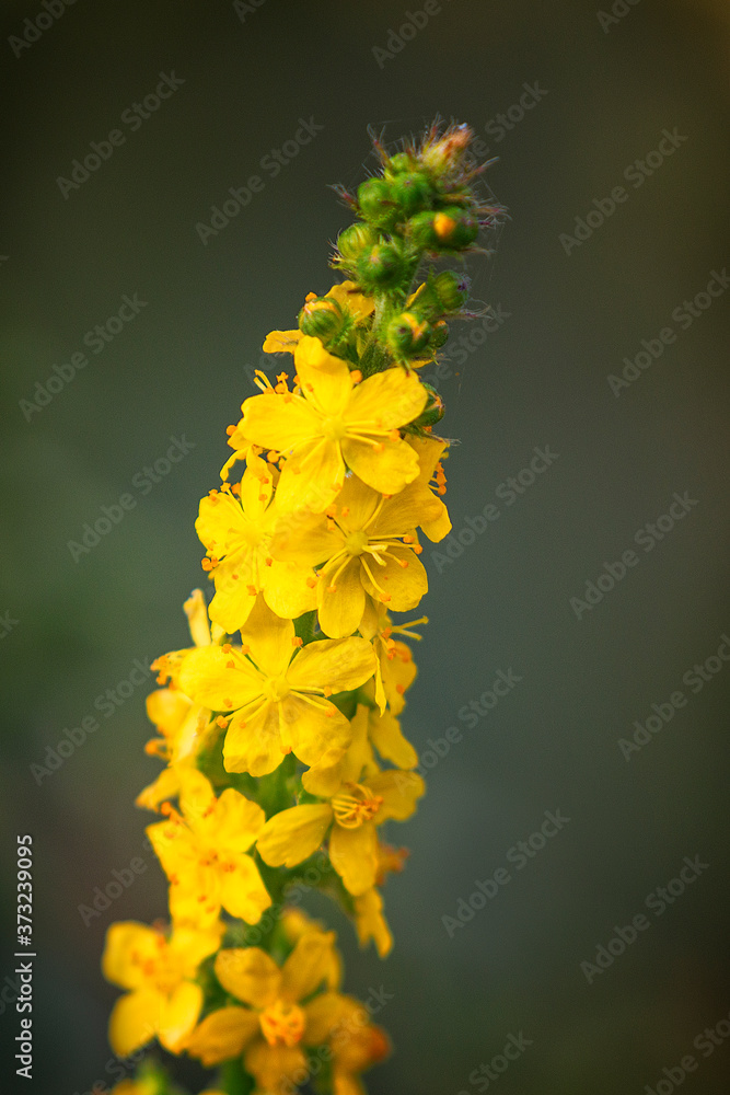 Gewone agrimonie (Agrimonia eupatoria) in the summer Gewone agrimonie (Agrimonia eupatoria) in the summer