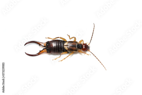 The common earwig European earwig Forficula auricularia isolated on white background