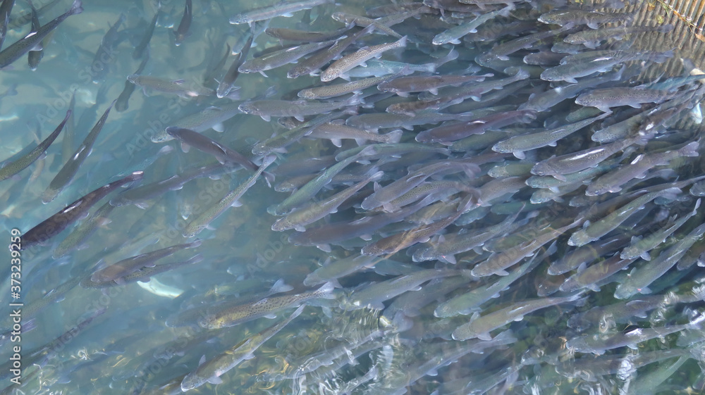 A school of trouts A school of trouts