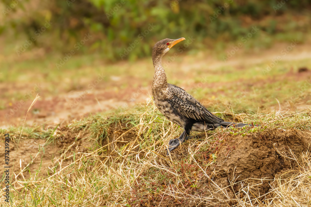 The reed cormorant (Microcarbo africanus), also known as the long-tailed cormorant, is a bird in the cormorant family Phalacrocoracidae., Queen Elizabeth National Park, Uganda. The reed cormorant (Microcarbo africanus), also known as the long-tailed cormorant, is a bird in the cormorant family Phalacrocoracidae., Queen Elizabeth National Park, Uganda.
