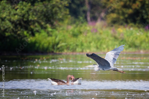 Grey Heron, Ardea cinerea flying above the water © Carola Schellekens