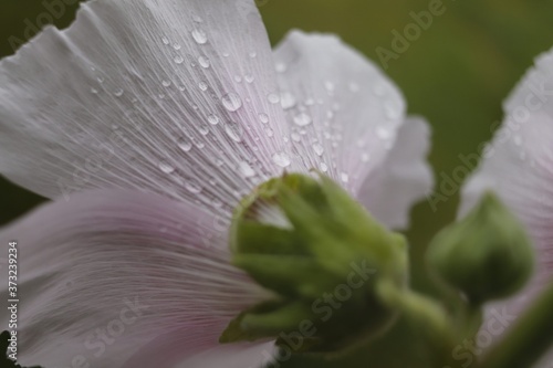 Perle d'eau