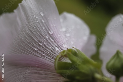 Perle d'eau